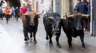 Поредна държава забрани борбите с бикове