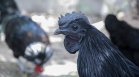 Летен Атанасовден - домакините колят черни кокошки