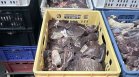 Развалено месо и лоша хигиена: БАБХ спря стотици килограми в Хасково