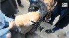 Стотици на протест срещу насилието над животни, искат ефективни присъди
