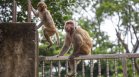 Полицията в Тайланд арестува маймуни за нападения над хора, крадат телефони