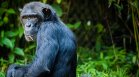 Изследване: Тийнейджърите и подрастващите шимпанзета са със сходно поведение