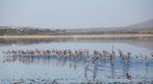 Бебета фламинго получиха първите си "паспорти" в резерват край Малага (СНИМКИ)