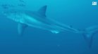 Уникални подводни снимки на голяма бяла акула в Средиземно море (+ВИДЕО)