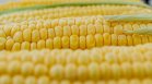 Какви са ползите и вредите от царевицата?