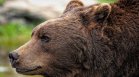 Мечка унищожи 30 кошера и изяде 150 кг мед край Асеновград
