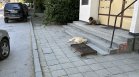 Събират се на глутница, спускат се на хора: Пореден сигнал за агресивни кучета в София