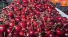 До 6 евро за килограм български череши по пазарите, засега продават гръцки (ВИДЕО)