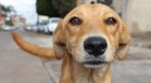Съдът осъди Община Кърджали да плати на дете обезщетение след нападение от кучета