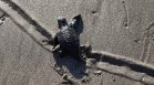 Пуснаха в океана 200 новоизлюпени костенурки в Бали (СНИМКИ)
