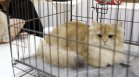 Спасиха над 400 котки от кланица за месо във Виетнам