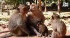 Маймунска шарка в ОАЕ и Чехия, Германия препоръча 3-седмична карантина