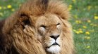 Ловец на трофеи беше изяден жив от брата на лъв, който уби, за да стане популярен (+ВИДЕО)