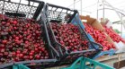 "Череши за опитване": Цените са от 2 евро на борсата до 9 евро за клиента