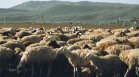 БАБХ установи огнище на шарка по овце и кози в хасковско село