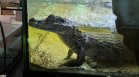 Зоопарк в столичен ресторант: Откриха крокодили, еноти, игуана и папагали
