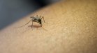 Защо някои хора привличат повече комари от други?