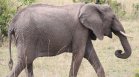 Цирков слон избяга и се разходи из улиците на Бют
