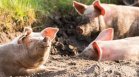Облекчиха режима на търговия с живи свине, мерките в България за АЧС дават резултати