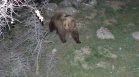 МЗХ даде разрешение за разстрел на мечката, която изяде телета и крава в Смолянско