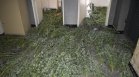 Разбиха модерна наркооранжерия край Стара Загора: Иззеха 68 кг марихуана и 368 растения