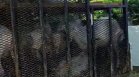 БАБХ потвърди ново огнище на шарка край Петрич