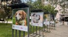 Фотоизложба в София насърчава осиновяването на кучета