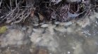 Река Давидковска побеля заради отпадни води на предприятие за млечни продукти