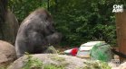 На 61 г. почина най-старата горила в света