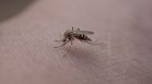 Обрив, подуване и синини издават алергия към ухапване от комар