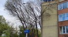 От Helpbook: Стари дървета рушат фасади на жилищни блокове