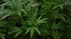 Полицията разби оранжерия за марихуана в бургаско село