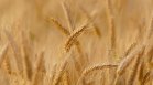 Какво и защо се случва с цената на пшеницата?