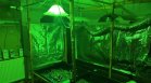 СДВР разби модерна оранжерия за марихуана, задържани са дилъри