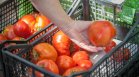 Цените на плодове, зеленчуци и храни растат на борсите тази седмица