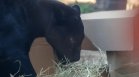 Кой ще спечели Световното по футбол? Ягуарът Поти от Бразилия направи своя избор (СНИМКИ)