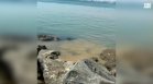 Фекални води се изляха в морето край плажа на Свети Влас