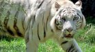 Киафа и Нарцис от Софийския зоопарк празнуват деня на тигрите