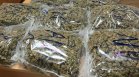 Удар срещу наркотрафика: Изгориха в ТЕЦ над 2 тона марихуана за Турция