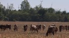 Мълния уби десетки крави и телета край Калофер