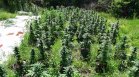 МВР откри две оранжерии за марихуана в Добричко, иззе над 200 саксии