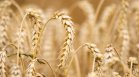 Софийската стокова борса: Цените на зърнените стоки се движат надолу