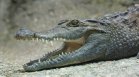 Необичайна находка: Намериха крокодил в столичен квартал