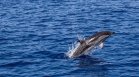 33-ма души тормозили ято диви делфини на Хавайските острови