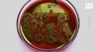Красотата на невидимия свят - микробиолог рисува с живи бактерии