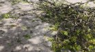 Ветрове със скорост почти 90 км/ч събориха дървета в Русенско