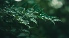 Времето днес, 3 юни: Температурите ще прехвърлят 30 градуса на места