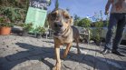 Стопаните на кучета в София често ги разхождат без повод, съставиха 26 акта