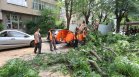 Дърво падна и смачка кола до сградата на 5-о РПУ в София