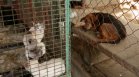 Разделени от трусовете: Стотици кучета и котки търсят своите стопани във Венецуела